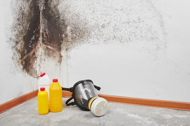Mold Removal and Inspection in St Bonifacius, MN