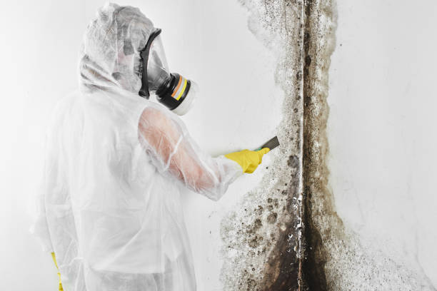 Best Toxic Mold Removal  in St Bonifacius, MN