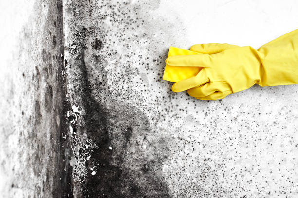 Mold Testing and Removal in St Bonifacius, MN