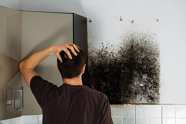 Best Emergency Mold Removal  in St Bonifacius, MN