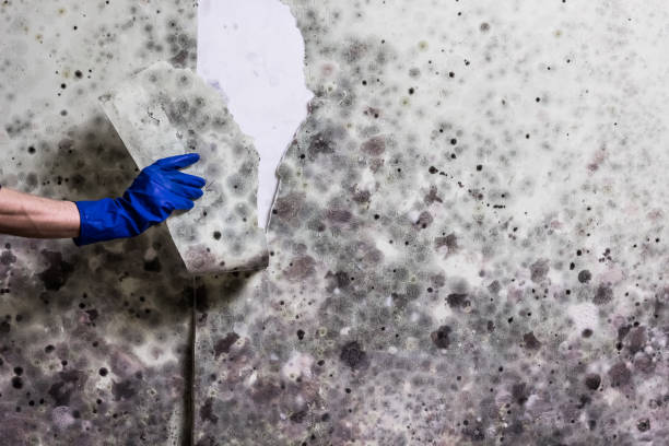 Best Mold Cleaning Services  in St Bonifacius, MN